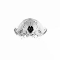 mink skull